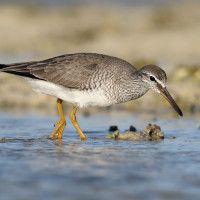 Grey-tailed Tattler